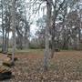 Palmetto State Park