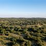 Chick Ranch