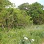 Phil Hardberger Park