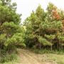 The Oaks of Anahuac