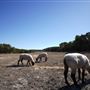 Four Winns Ranch