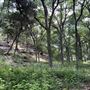 Riva Ridge