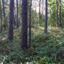 The Oaks of Anahuac