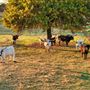 Legacy Longhorn Ranch