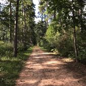 W G Jones State Forest