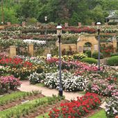 Tyler Municiple Rose Garden