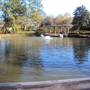 Japanese Garden in Hermann Park