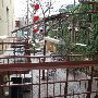 Cedar Street Courtyard