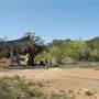 Wildcatter Ranch