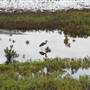South Padre Island Birding and Nature Center & Alligator Sanctuary