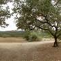 Old Glory Ranch