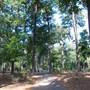 Gayla Mize Garden