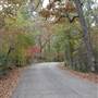 Davey Dogwood Park