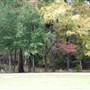 Davey Dogwood Park