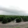 Grapefruit Orchard
