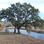 Longhorn River Ranch