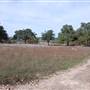 Longhorn River Ranch