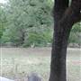 McKinney Roughs Nature Park