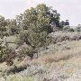 Arrington Ranch