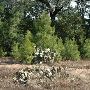 McKinney Roughs Nature Park