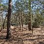Buescher State Park