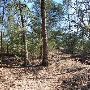 Buescher State Park