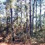 Buescher State Park