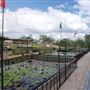 International Waterlily Collection