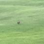Pineforest Golf Club