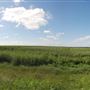 Cotton Fields on FM 1223