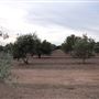 Texas Hill Country Olive Company