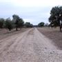 Texas Hill Country Olive Company