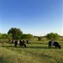 Obregon Ranch