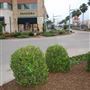 Pearland Town Center