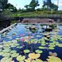 International Waterlily Collection