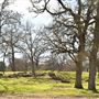 Confederate Reunion Grounds State Historic Site