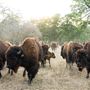Roam Ranch