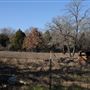 Rural Farm - Two House Property