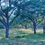 Camp Blanco