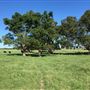 Bucking Beauty Farm