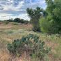 Rose Ranch