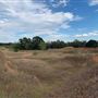 Rose Ranch