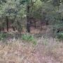 Rose Ranch