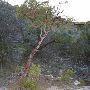 Wimberley Zipline Adventures