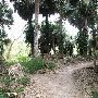 Sabal Palm Sanctuary