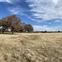 Fairlea Longhorn Ranch