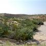 Terrain West of Terlingua