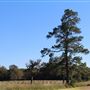 Hidden Meadows Ranch