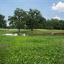Allan Saxe Park