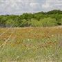 Lynn Creek Linear Park